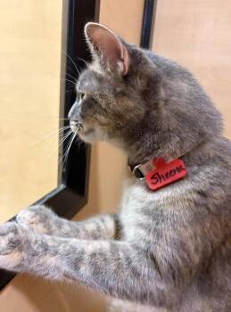 Professor Sheena -  Domestic Short Hair and Siamese Cat for Adoption in Wheaton, Illinois - Professor Sheena | PetCurious