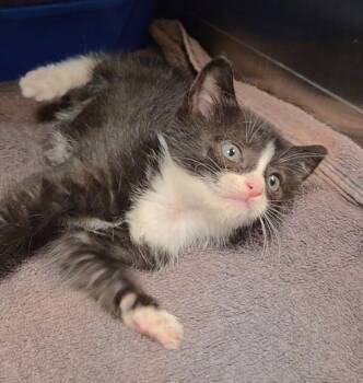 Oyster -  Domestic Short Hair Cat for Adoption in Ocala, Florida - Oyster | PetCurious