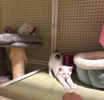 Petal -  Domestic Short Hair Cat for Adoption in North Babylon, New York - Petal | PetCurious