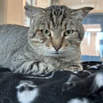 Forklift (ID 52438) -  Domestic Short Hair Cat for Adoption in Manassas, Virginia - Forklift (ID 52438) | PetCurious