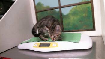 RAY -  Domestic Short Hair Cat for Adoption in Houston, Texas - RAY | PetCurious