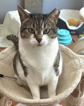 Vanessa -  Domestic Short Hair Cat for Adoption in Alexandria, Virginia - Vanessa | PetCurious