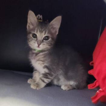 Lil Smurf -  Domestic Short Hair Cat for Adoption in Fort Wayne, Indiana - Lil Smurf | PetCurious