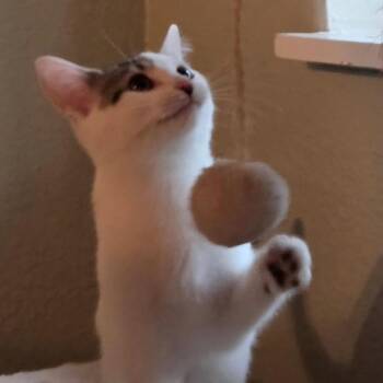 Lexi Olinsky -  Domestic Short Hair Cat for Adoption in Madison, Wisconsin - Lexi Olinsky | PetCurious