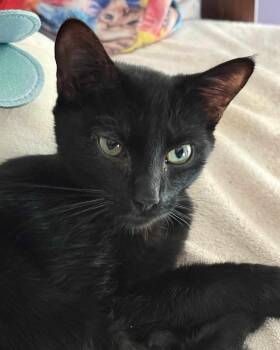 Rescue Domestic Short Hair Cats for Adoption in Pittsboro, North Carolina - Phyllis | PetCurious