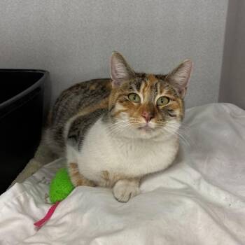 Domestic Short Hair Cats Available for Adoption - Aubrey | PetCurious