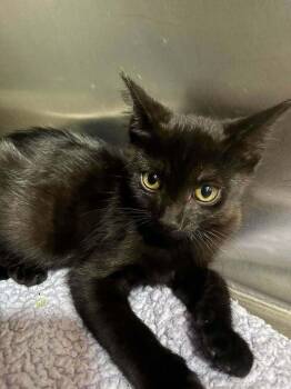 Tikki -  Domestic Short Hair Cat for Adoption in Statesboro, Georgia - Tikki | PetCurious