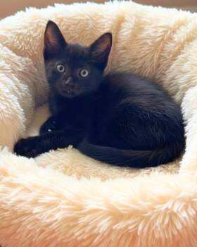 Dali -  Domestic Short Hair Cat for Adoption in Novato, California - Dali | PetCurious