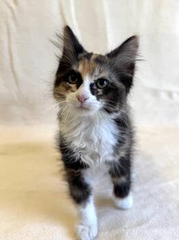 Domestic Long Hair Cats Available for Adoption in Buffalo, Minnesota - Oakley | PetCurious