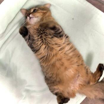 Domestic Medium Hair Cats Available for Adoption in Owosso, Michigan - Butters | PetCurious