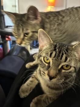 Luigi -  Domestic Short Hair Cat for Adoption - Luigi | PetCurious