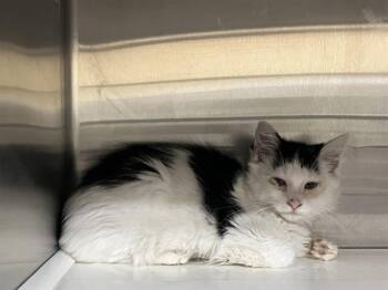BOSTON -  Domestic Short Hair Cat for Adoption in Tustin, California - BOSTON | PetCurious
