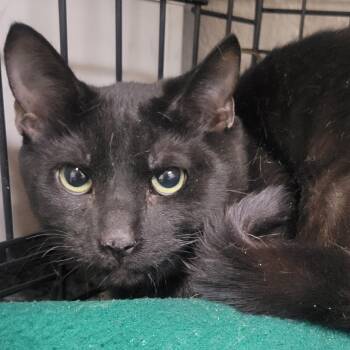Domestic Short Hair Cats Available for Adoption - Nero | PetCurious