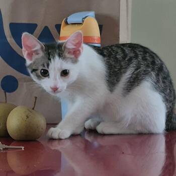 Chaat -  Domestic Short Hair Cat for Adoption in Richmond, Virginia - Chaat | PetCurious