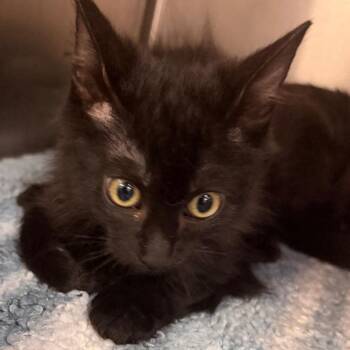 Valantine -  Domestic Short Hair Cat for Adoption in Port Charlotte, Florida - Valantine | PetCurious
