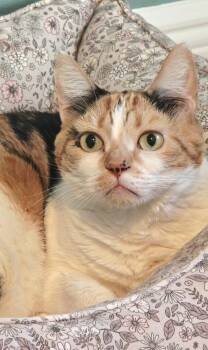 Rescue Calico Cats for Adoption in Hollywood, Florida - Celeste | PetCurious