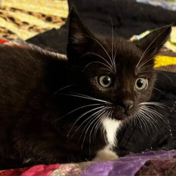Georgia -  Domestic Short Hair Cat for Adoption in Waldorf, Maryland - Georgia | PetCurious