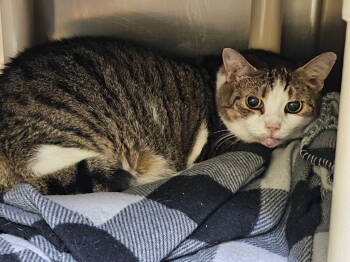 Rescue Domestic Short Hair Cats for Adoption in Lovingston, Virginia - Gary | PetCurious