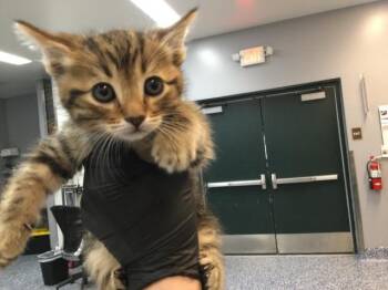 Domestic Short Hair Cats Available for Adoption in Thousand Palms, California - LUIS | PetCurious