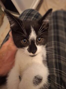Rocky -  Domestic Short Hair Cat for Adoption in Grand Rapids, Michigan - Rocky | PetCurious