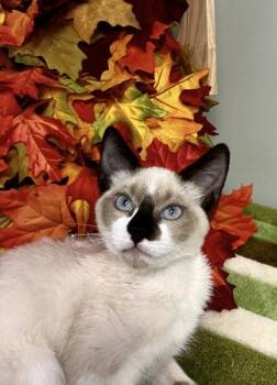 Hunter -  Snowshoe and Domestic Short Hair Cat for Adoption in Picayune, Mississippi - Hunter | PetCurious
