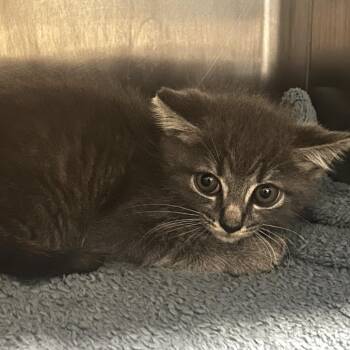Sockies -  Domestic Short Hair Cat for Adoption in Chattanooga, Tennessee - Sockies | PetCurious