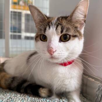 Lain -  Domestic Short Hair Cat for Adoption in Chicago, Illinois - Lain | PetCurious