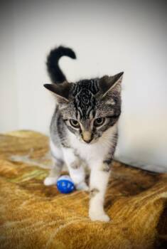 Domestic Short Hair Cats Available for Adoption in Jackson, Georgia - Silver | PetCurious