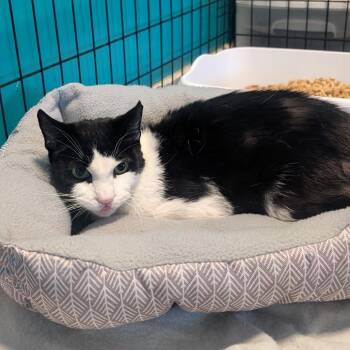 Domestic Short Hair Cats Available for Adoption in Jefferson City, Tennessee - Zorro | PetCurious