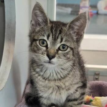 Plasmoid -  Domestic Short Hair Cat for Adoption in Voorhees Township, New Jersey - Plasmoid | PetCurious