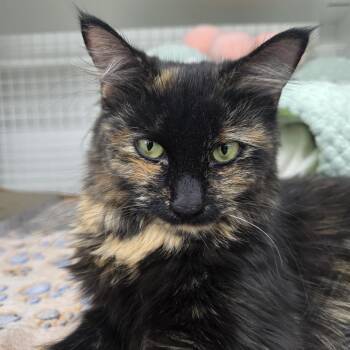Domestic Medium Hair Cats Available for Adoption - Penny 4 | PetCurious