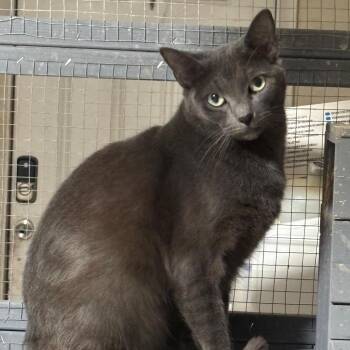 Xain -  Domestic Short Hair Cat for Adoption in Boston, Massachusetts - Xain | PetCurious