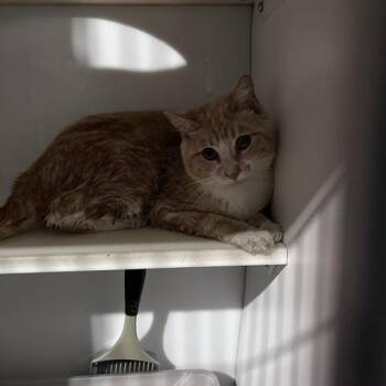 Toby -  Domestic Short Hair Cat for Adoption in St. Louis, Missouri - Toby | PetCurious