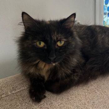 Faerie -  Domestic Long Hair Cat for Adoption in Lexington, Kentucky - Faerie | PetCurious