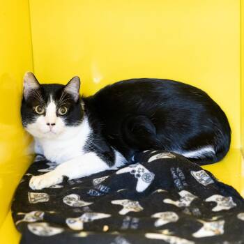 Tuc -  Domestic Short Hair Cat for Adoption in Abilene, Texas - Tuc | PetCurious