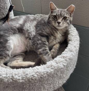 Domestic Short Hair Cats Available for Adoption in Dalton, Georgia - Shelby | PetCurious