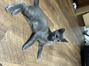 Oliver -  Domestic Short Hair Cat for Adoption in Fort Worth, Texas - Oliver | PetCurious