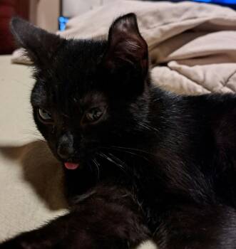 Domestic Short Hair Cats Available for Adoption in West Mifflin, Pennsylvania - Amor | PetCurious