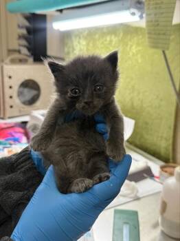 ASPEN -  Domestic Short Hair Cat for Adoption in Riverside, California - ASPEN | PetCurious
