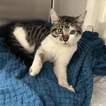 IVHS-Stray-143188 -  Domestic Short Hair Cat for Adoption in San Gabriel, California - IVHS-Stray-143188 | PetCurious