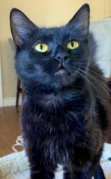 Domestic Long Hair and Bombay Cats Available for Adoption - Mama | PetCurious