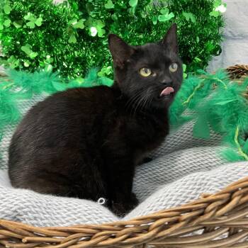 Domestic Short Hair Cats Available for Adoption - Remi | PetCurious