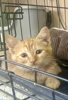 Maverik -  Domestic Short Hair Cat for Adoption in Hurricane, Utah - Maverik | PetCurious