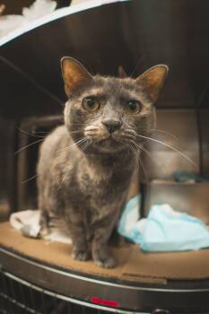 Domestic Short Hair Cats Available for Adoption in Herndon, Virginia - Cheree | PetCurious