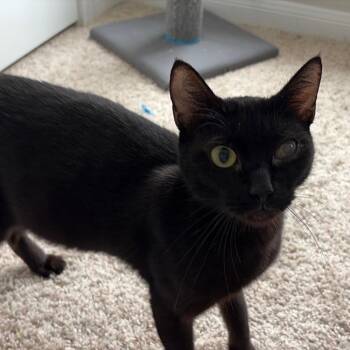 Domestic Short Hair Cats Available for Adoption in Baytown, Texas - Nikki | PetCurious