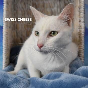 Domestic Short Hair Cats Available for Adoption in Las Vegas, Nevada - Swiss Cheese | PetCurious