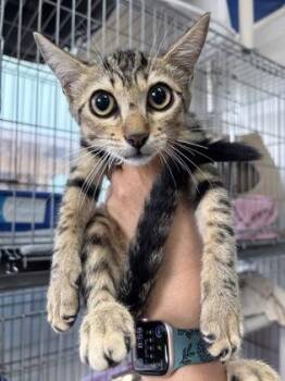 Tiki -  Domestic Short Hair Cat for Adoption in Key West, Florida - Tiki | PetCurious