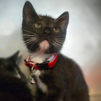 Domestic Short Hair Cats Available for Adoption in San Jacinto, California - Eenie | PetCurious