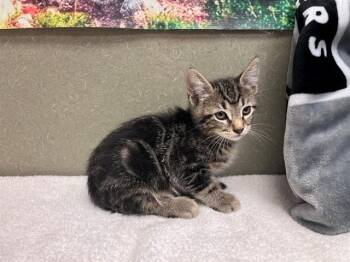 A551537 -  Domestic Short Hair Cat for Adoption in Moreno Valley, California - A551537 | PetCurious