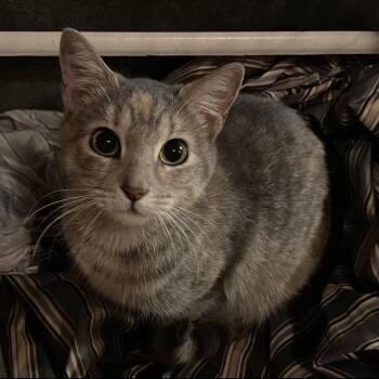 Rescue Domestic Short Hair Cats for Adoption in Baton Rouge, Louisiana - Cali | PetCurious